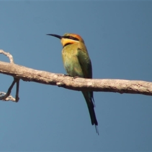 Merops ornatus (Rainbow Bee-eater) at The Whiteman, NSW by geoffcrispin