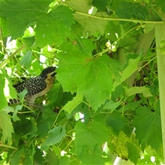 Eudynamys orientalis (Pacific Koel) at The Whiteman, NSW - 31 Dec 2010 by geoffcrispin