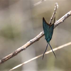 Pollanisus (genus) at Rendezvous Creek, ACT - 22 Nov 2024 10:47 AM