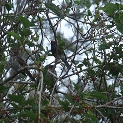 Sphecotheres vieilloti (Australasian Figbird) at The Whiteman, NSW - 26 Nov 2024 by geoffcrispin