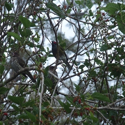 Sphecotheres vieilloti (Australasian Figbird) at The Whiteman, NSW - 26 Nov 2024 by geoffcrispin