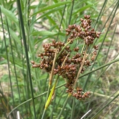 Juncus acutus (Sharp Rush) at Bookham, NSW - 25 Nov 2024 by JaneR