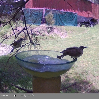 Plectorhyncha lanceolata (Striped Honeyeater) at Shark Creek, NSW - 18 Nov 2024 by Topwood