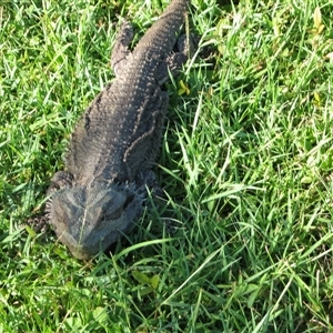Pogona barbata at The Whiteman, NSW - suppressed