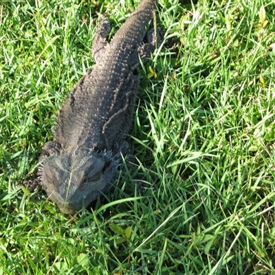 Pogona barbata at The Whiteman, NSW - 26 Jan 2011 by geoffcrispin