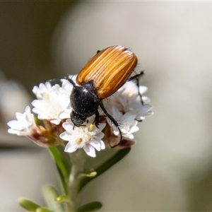 Phyllotocus rufipennis at Rendezvous Creek, ACT - 22 Nov 2024 10:59 AM