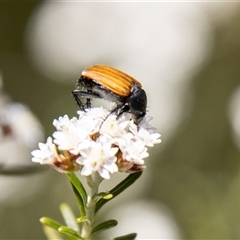 Phyllotocus rufipennis at Rendezvous Creek, ACT - 22 Nov 2024