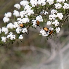 Phyllotocus rufipennis at Rendezvous Creek, ACT - 22 Nov 2024