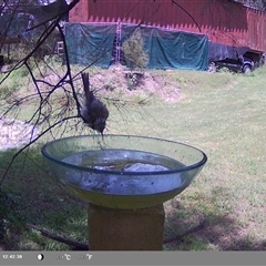 Plectorhyncha lanceolata (Striped Honeyeater) at Shark Creek, NSW - 17 Nov 2024 by Topwood