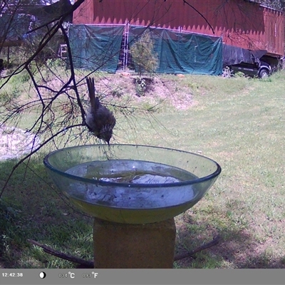 Plectorhyncha lanceolata (Striped Honeyeater) at Shark Creek, NSW - 18 Nov 2024 by Topwood