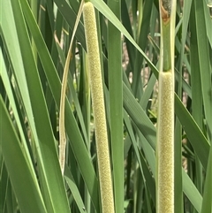 Typha domingensis (Bullrush) at Bookham, NSW - 25 Nov 2024 by JaneR