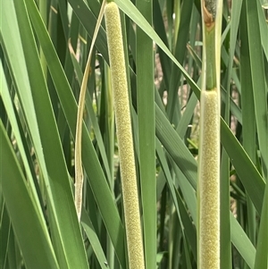 Typha domingensis at Bookham, NSW - 25 Nov 2024 02:24 PM