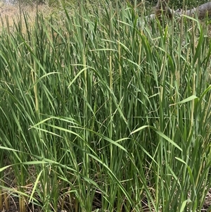 Typha domingensis at Bookham, NSW - 25 Nov 2024 02:24 PM