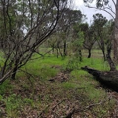 Todiramphus sanctus (Sacred Kingfisher) at The Whiteman, NSW - 9 Feb 2020 by geoffcrispin