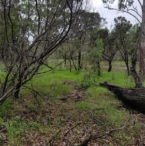 Todiramphus sanctus at The Whiteman, NSW - 9 Feb 2020 12:23 PM