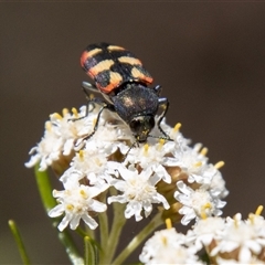 Castiarina sexplagiata (Jewel beetle) at Rendezvous Creek, ACT - 22 Nov 2024 by SWishart