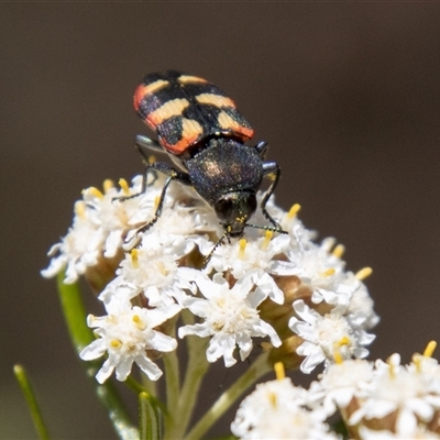 Castiarina sexplagiata (Jewel beetle) at Rendezvous Creek, ACT - 22 Nov 2024 by SWishart