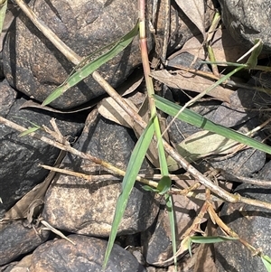 Paspalum distichum at Bookham, NSW - 25 Nov 2024 02:26 PM