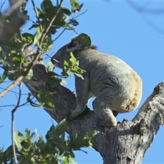 Phascolarctos cinereus (Koala) at The Whiteman, NSW - 19 Aug 2022 by geoffcrispin