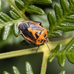 Agonoscelis rutila (Horehound bug) at Rendezvous Creek, ACT - 22 Nov 2024 by SWishart