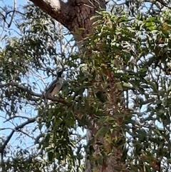 Philemon corniculatus (Noisy Friarbird) at The Whiteman, NSW - 22 Sep 2021 by geoffcrispin