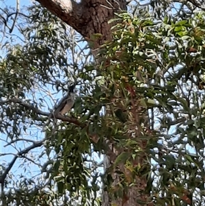 Philemon corniculatus at The Whiteman, NSW - 22 Sep 2021 02:24 PM