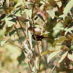 Malurus melanocephalus (Red-backed Fairywren) at The Whiteman, NSW - 26 Nov 2024 by geoffcrispin