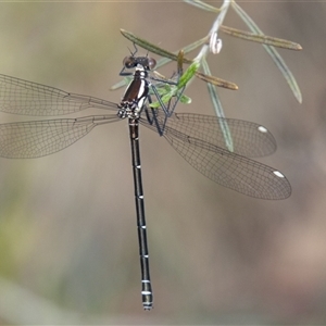 Austroargiolestes icteromelas at Rendezvous Creek, ACT by SWishart