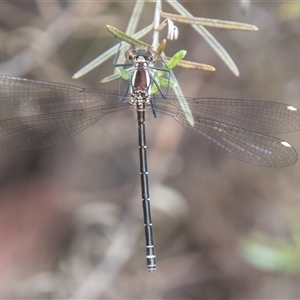 Austroargiolestes icteromelas at Rendezvous Creek, ACT - 22 Nov 2024 11:05 AM