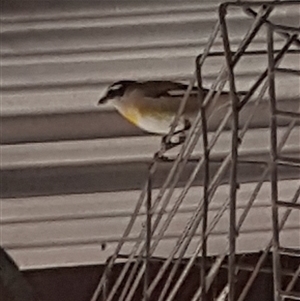 Pardalotus striatus (Striated Pardalote) at The Whiteman, NSW by geoffcrispin