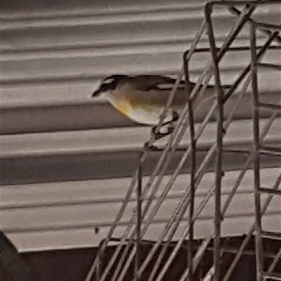 Pardalotus striatus (Striated Pardalote) at The Whiteman, NSW - 26 Jun 2020 by geoffcrispin