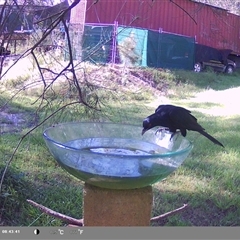 Eudynamys orientalis (Pacific Koel) at Shark Creek, NSW - 23 Nov 2024 by Topwood