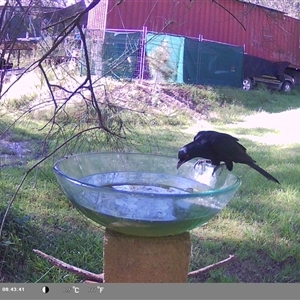 Eudynamys orientalis (Pacific Koel) at Shark Creek, NSW by Topwood