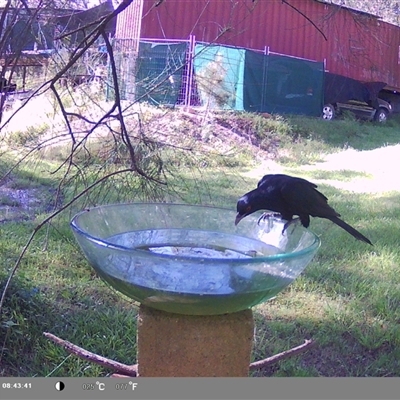 Eudynamys orientalis (Pacific Koel) at Shark Creek, NSW - 22 Nov 2024 by Topwood