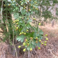 Crataegus monogyna (Hawthorn) at Bookham, NSW - 25 Nov 2024 by JaneR