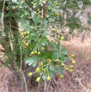 Crataegus monogyna at Bookham, NSW - 25 Nov 2024