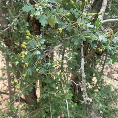 Crataegus monogyna at Bookham, NSW - 25 Nov 2024