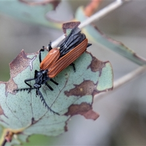 Porrostoma rhipidium at Rendezvous Creek, ACT - 22 Nov 2024