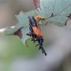 Porrostoma rhipidium at Rendezvous Creek, ACT - 22 Nov 2024