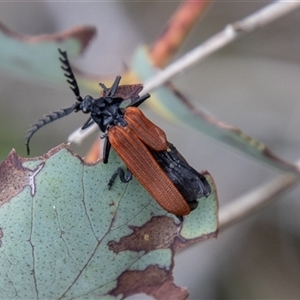 Porrostoma rhipidium at Rendezvous Creek, ACT - 22 Nov 2024