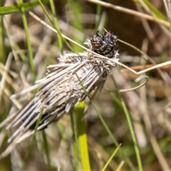 Lomera (genus) at Rendezvous Creek, ACT - 22 Nov 2024 by SWishart