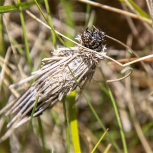 Lomera (genus) at Rendezvous Creek, ACT - 22 Nov 2024 01:15 PM