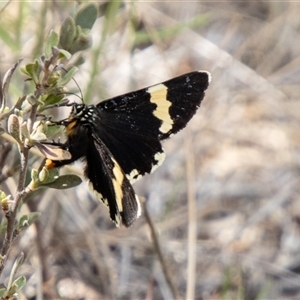 Eutrichopidia latinus at Rendezvous Creek, ACT - 22 Nov 2024 02:39 PM