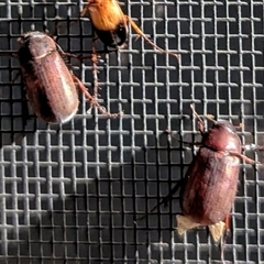 Sericesthis sp. (genus) (A cockchafer) at Kambah, ACT - 23 Nov 2024 by HelenCross