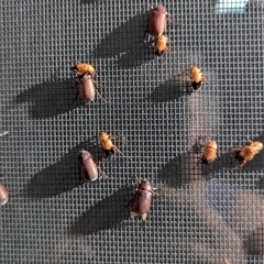 Sericesthis sp. (genus) at Kambah, ACT - suppressed