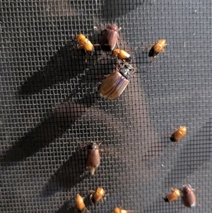 Sericesthis sp. (genus) at Kambah, ACT - suppressed