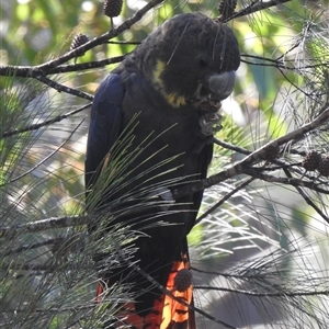 Calyptorhynchus lathami lathami (Glossy Black-Cockatoo) at Tallong, NSW by Curiosity