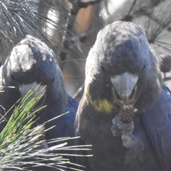 Calyptorhynchus lathami lathami at Tallong, NSW - suppressed