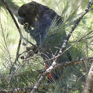 Calyptorhynchus lathami lathami at Tallong, NSW - suppressed