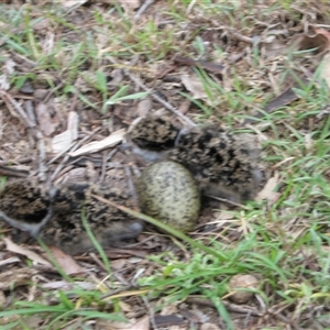 Vanellus miles at suppressed - suppressed